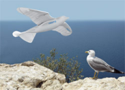 Effizienz im Fokus: Vogelflug entschlüsselt