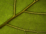 Neuartige Verbundwerkstoffe mit Nano-Cellulose