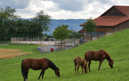 High-Tech im Pferdestall mit Ultraschallsensoren