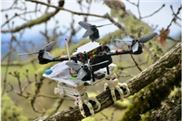Drohne landet auf Ästen wie ein Greifvogel