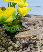 EPFL-Sensor landet letztlich im Fischmagen