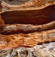 Plastination macht das Bauholz unverwüstlich