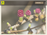 https://www.buergi-baumschulen.ch
